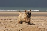CAIRN TERRIER 373
